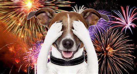Pets and Fireworks