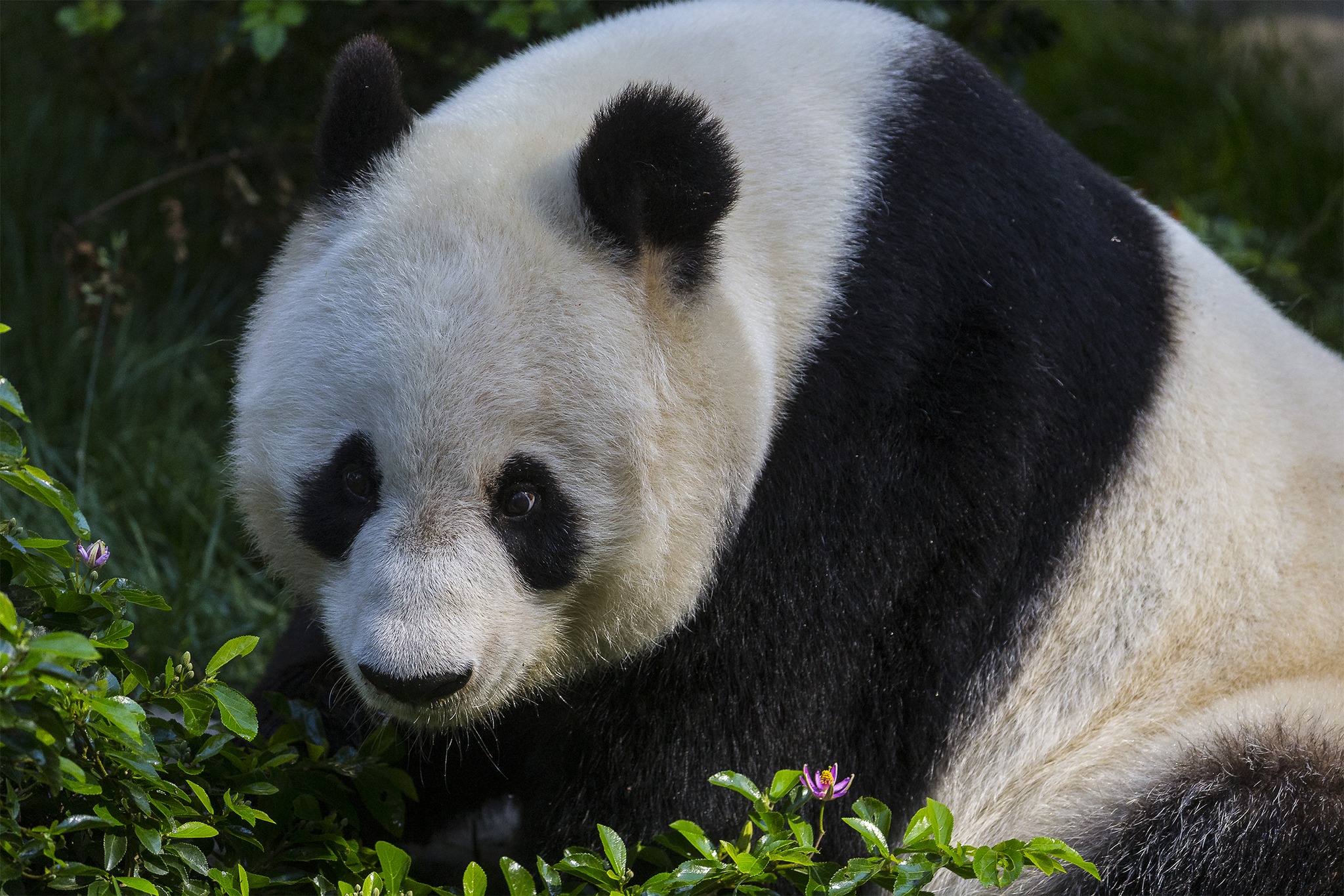 Giant Panda Homecoming: San Diego Zoo Wildlife Alliance's Milestone Agreement - Its So San Diego