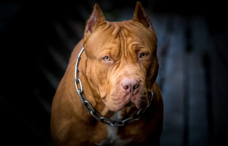 Pit Bull Breeder Fatally Mauled in Compton Backyard - Its So San Diego